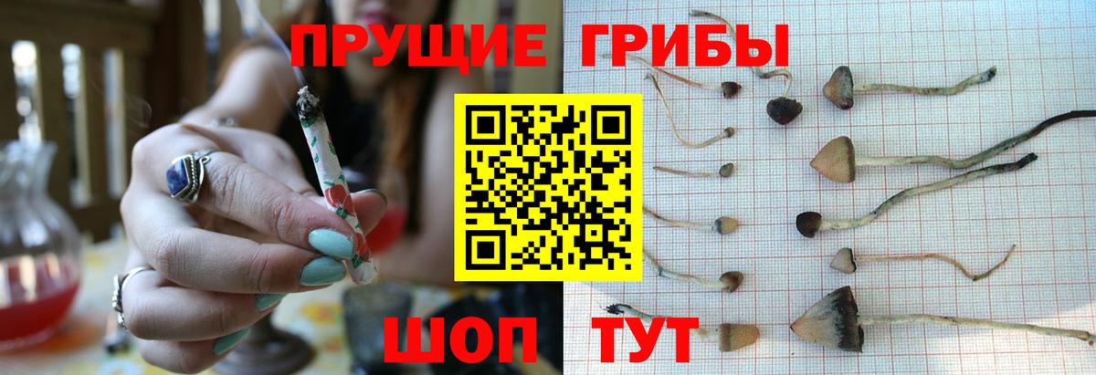 Галлюциногенные грибы Psilocybe Ставрополь
